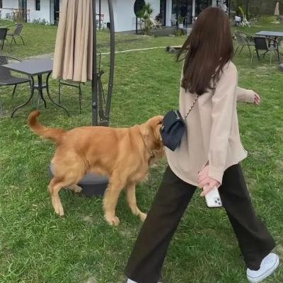 天网狼蛛